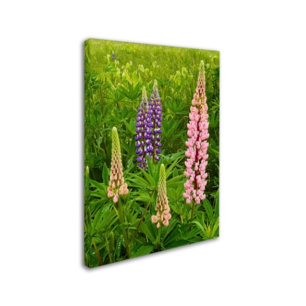 Michael Blanchette Photography 'Lupine Family' Canvas Art,35x47